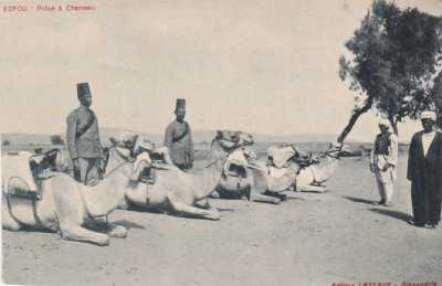 Egyptian