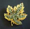 BROOCH
